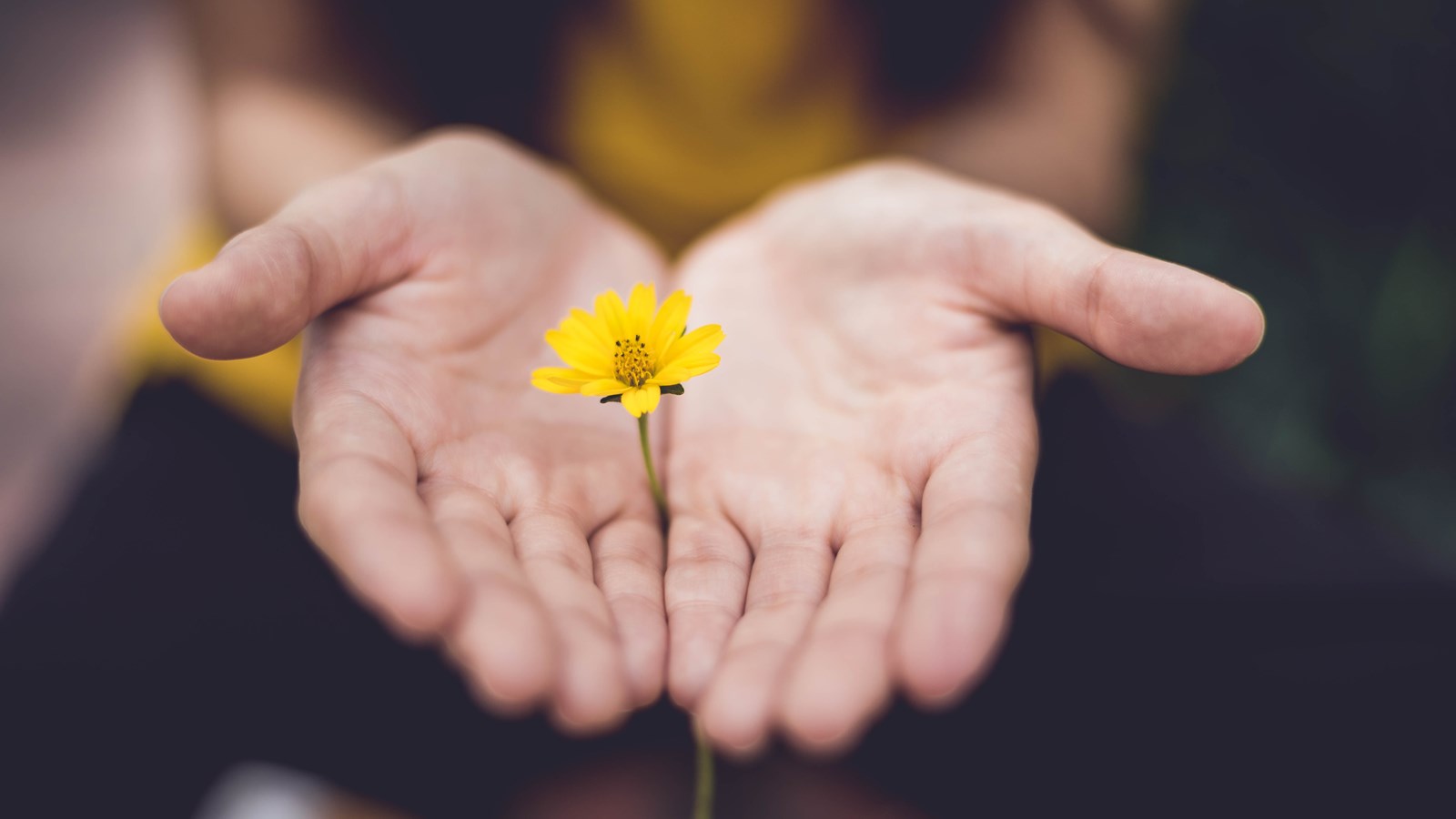 En bild på två händer som håller i en gul blomma.