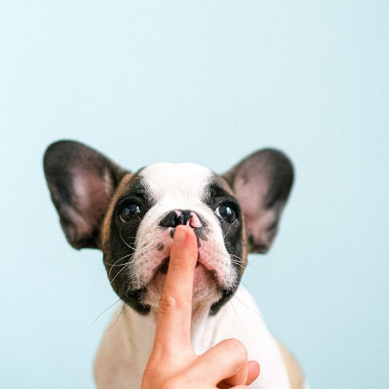 Hund mot blå bakgrund, framför hundes mun håller en hand upp ett finger.