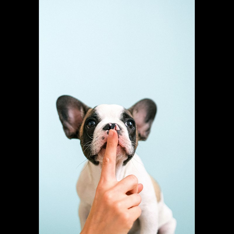 Hund mot blå bakgrund, framför hundes mun håller en hand upp ett finger.